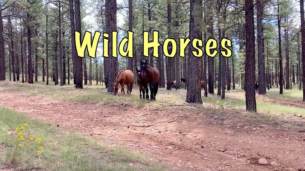 Wild Horses on Mogollon Rim