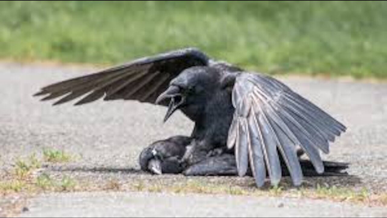 Criss Angel revived a dead bird