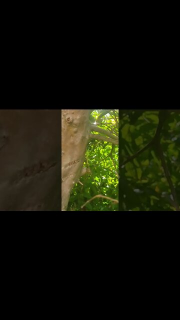 Watch How That Mantis Dances on The Tree