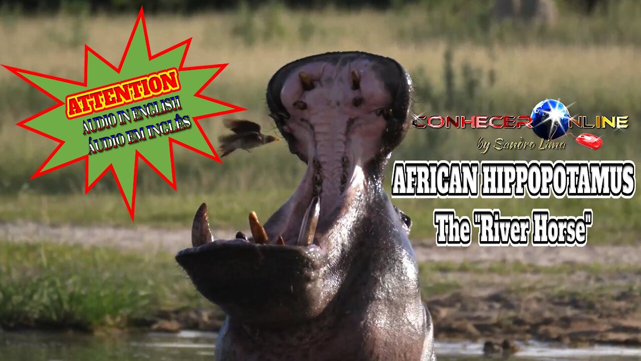 African Hippopotamus, the "River Horse" | (AUDIO IN ENGLISH) | 2021