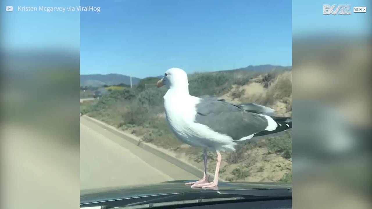 Gaivota preguiçosa apanha boleia em cima de carro