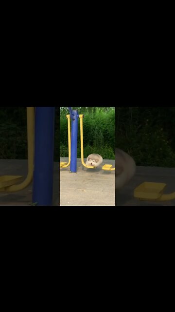 Chonky floof cloud living his best life #shorts #shortsfeed #clips #shortvideo