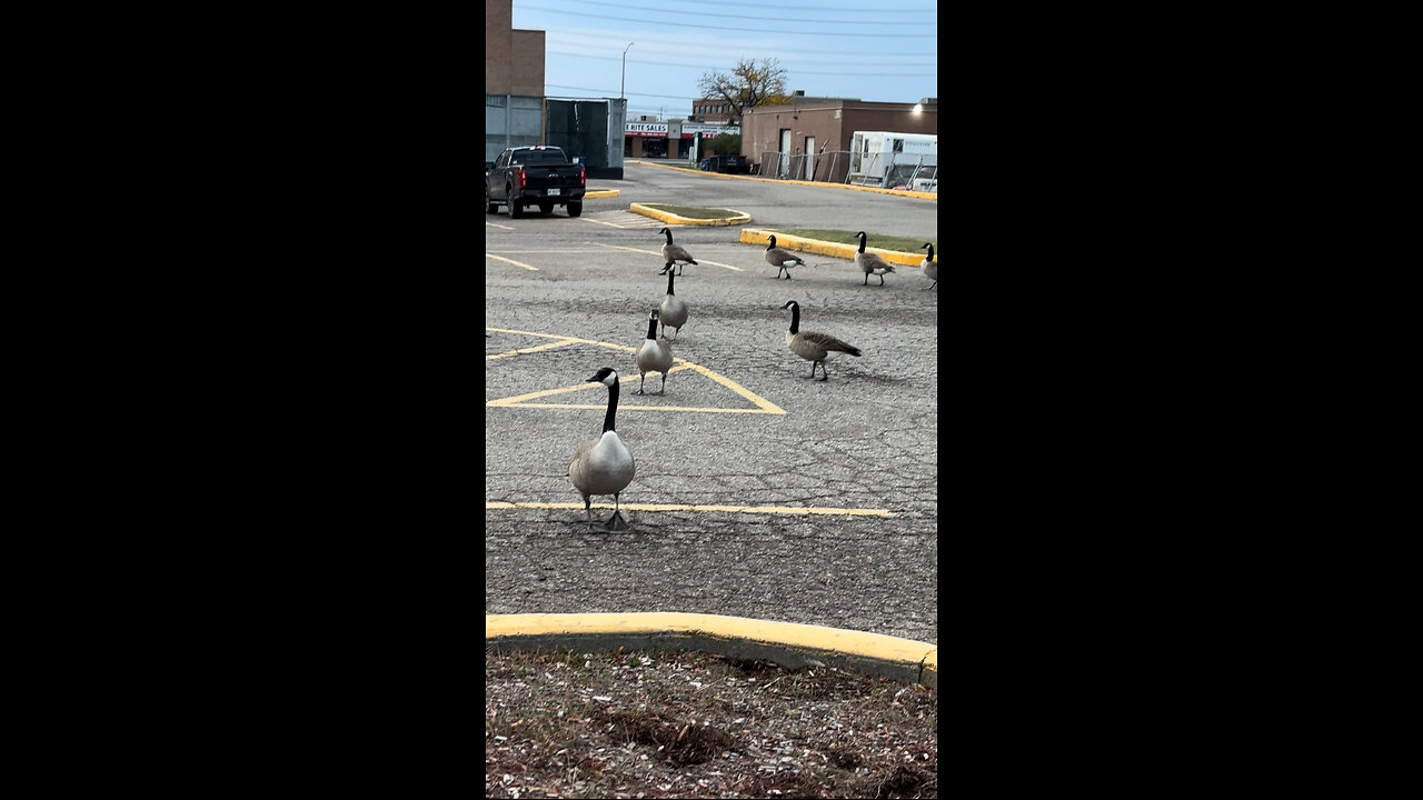 Canada Geese