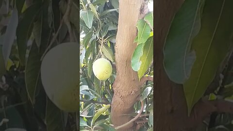 Tora-Indian Song #trending #viral #song