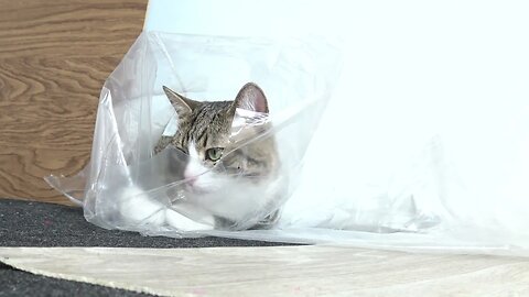 Funny Cat Hides in Transparent Plastic Bag