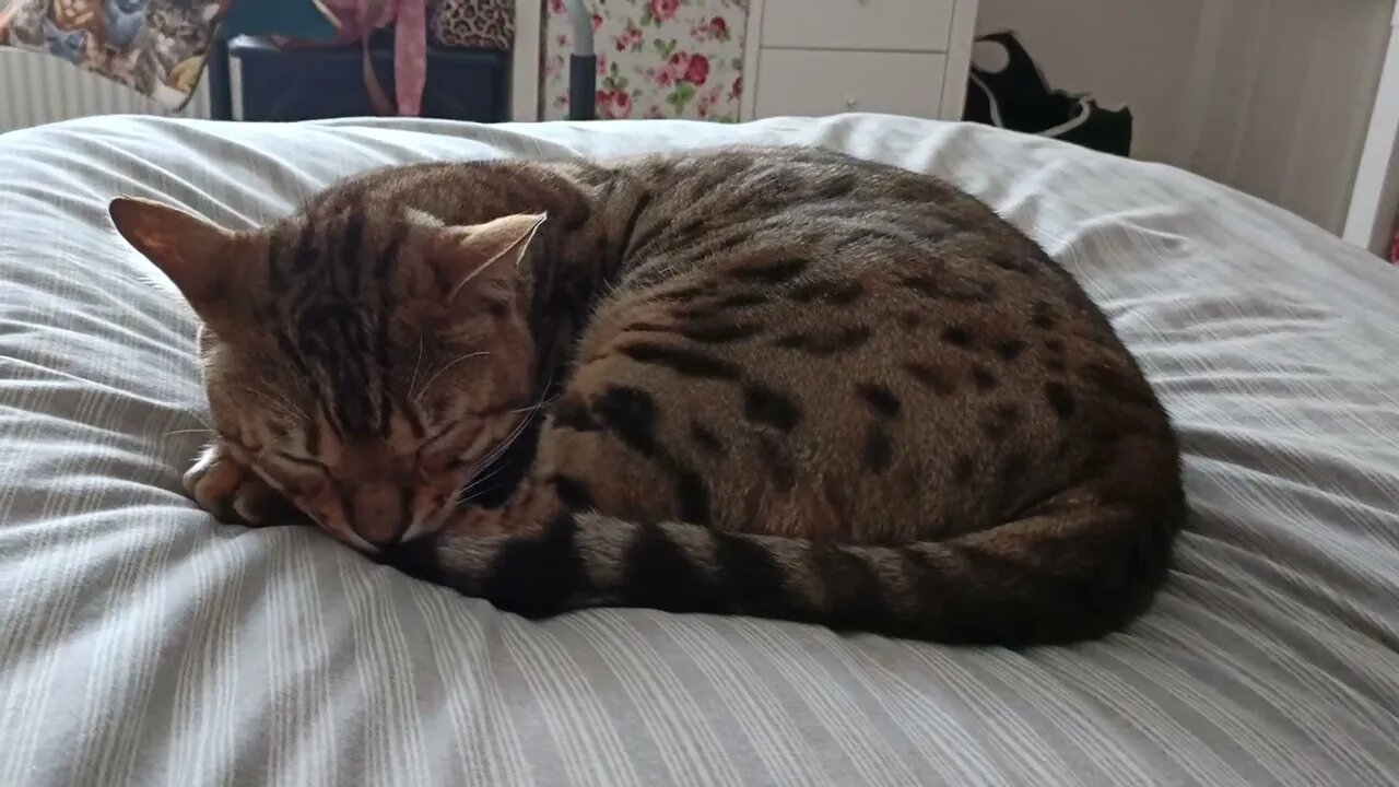 World's shortest Bengal Cat video