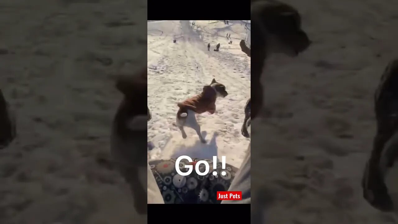 Snow race #shorts #tiktok #cute #funnyanimals #funnyvideos