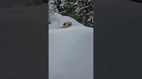 snowy Ares on a snowier car