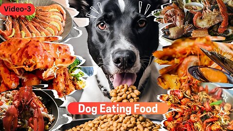 Dog Eating Food | Video-03