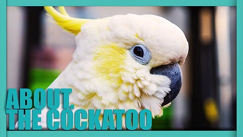 Get to know the COCKATOO