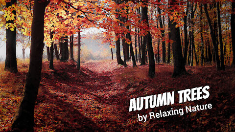 Autumn Trees - 60 minutes of Beautiful, Relaxing Nature Music for Study, Work, Meditation, Sleep