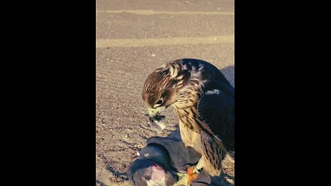 Eagle Hunts pigeon