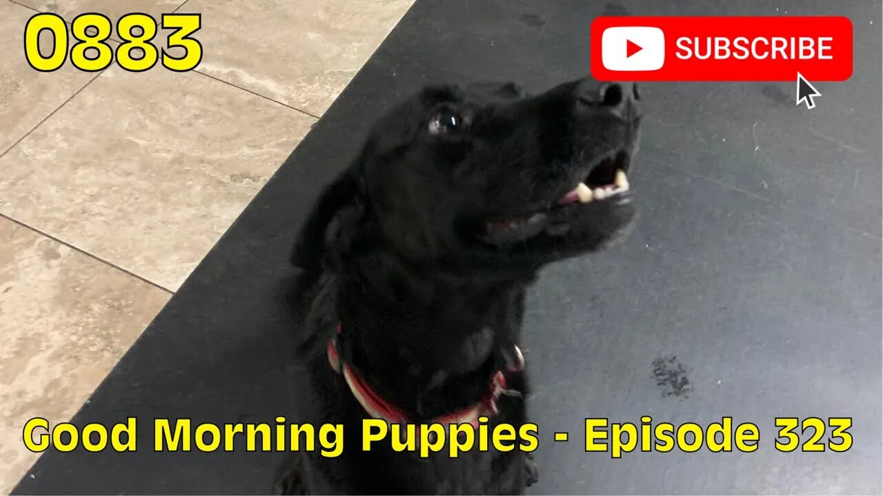 [0883] GOOD MORNING PUPPIES - EPISODE 323 [#dogs #doggos #doggos #puppies #dogdaycare]