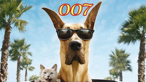 Смешные Собаки 16 Funny Dogs