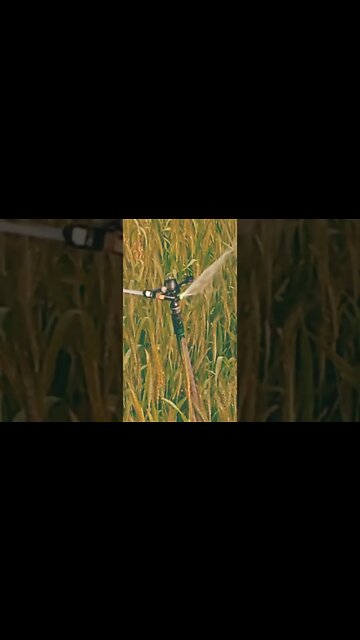 into 😯😊 #youtubeshorts #shorts #youtube #shortvideo #shortyoutube