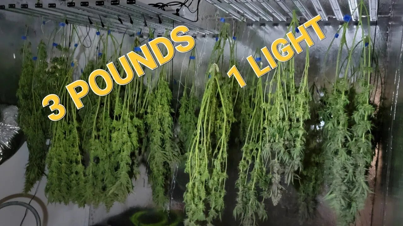 3 POUNDS, 1 LIGHT?! Harvest Day! Hang Drying - My Dry/Cure room conditions.