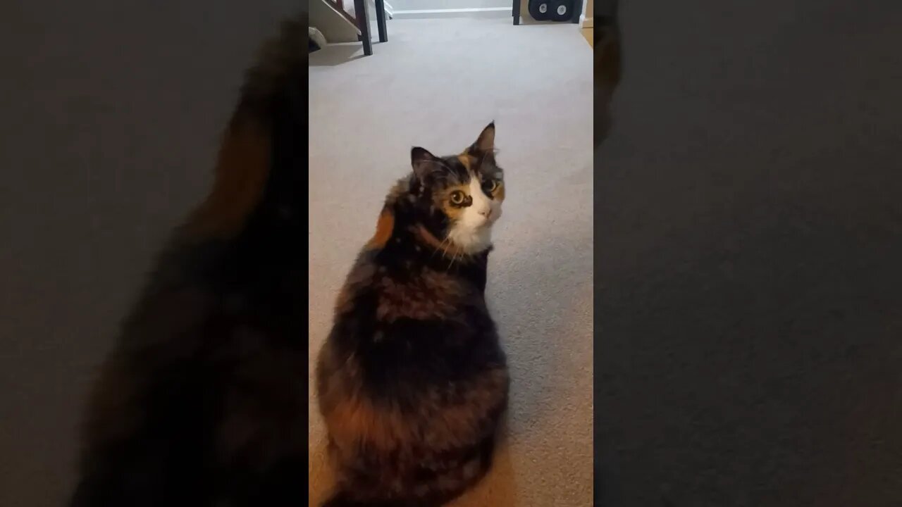 Cat Gets a Treat