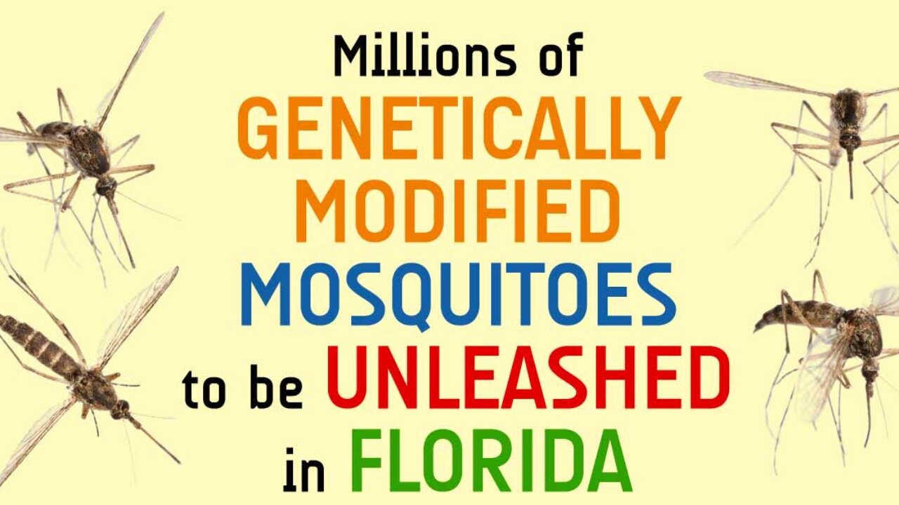 GENETICALLY MODIFIED MOSQUITOES UNLEASED TO SPREAD DISEASES IN PEOPLE