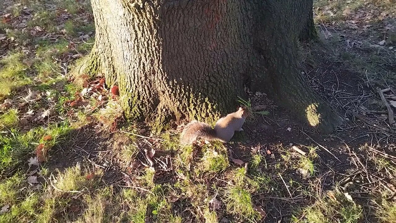 A squirrel at Grangewood Park, Croydon