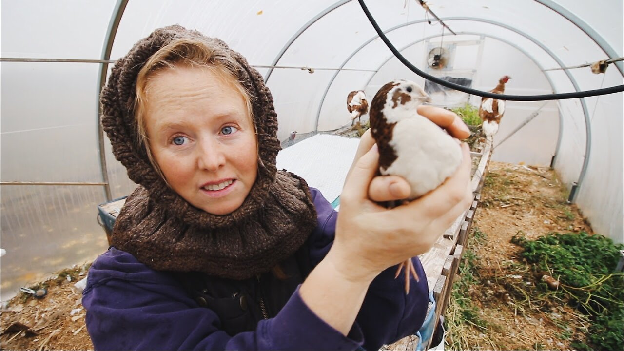 Raising Meat and Eggs In an Unheated Hotbed Winter Greenhouse