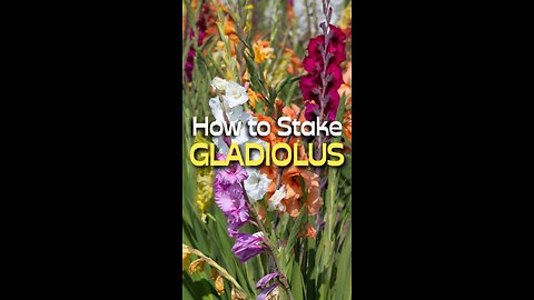 How To Stake Your Gladiolus Flowers
