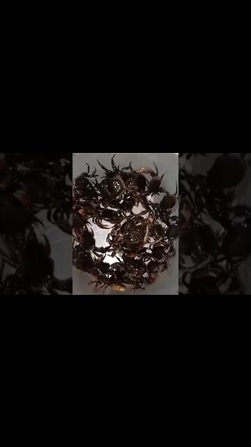 Do you love crabs? Sea food, awesome and ready to be cooked #seafood #crab