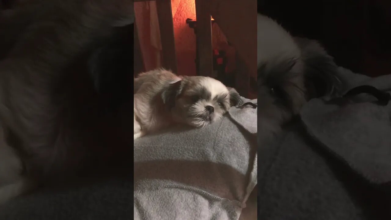 My cute Shih Tzu "Lala" is insomia...3:58am can't sleep