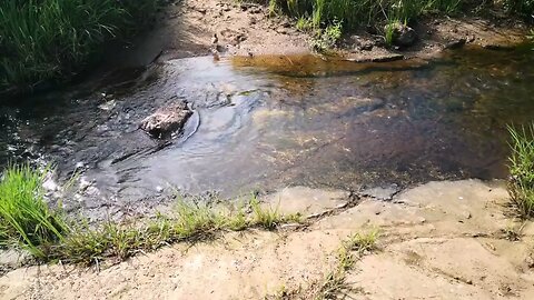 Birds bathing and drinking at river. #Birds #Bathing #nature