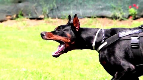 Bravest Dogs🐕 🐕 🐕 - TOP 10 Bravest Dog Breeds In The World!