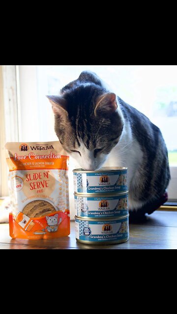 My cat saw chocolate and left me alone