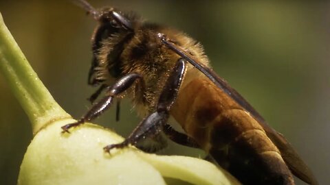 Honey Hunters vs Bees and Tigers | Ganges | BBC Earth