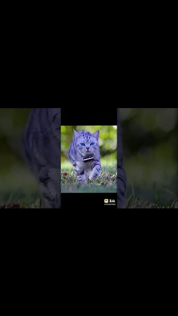 Cat funny videos || cat tiktok || cat instagram || cat training #short #shorts