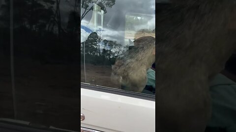 Sunny trying to drive again.