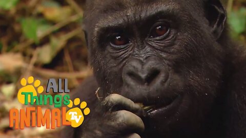 * GORILLA * | Animals For Kids | All Things