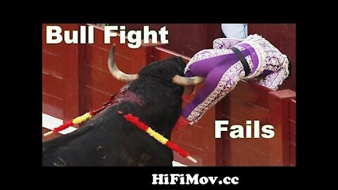 Best funny videos 2021 Most awesome bullfighting funny crazy bull fails