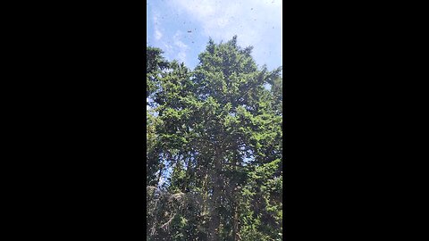 Honey Bee Swarm