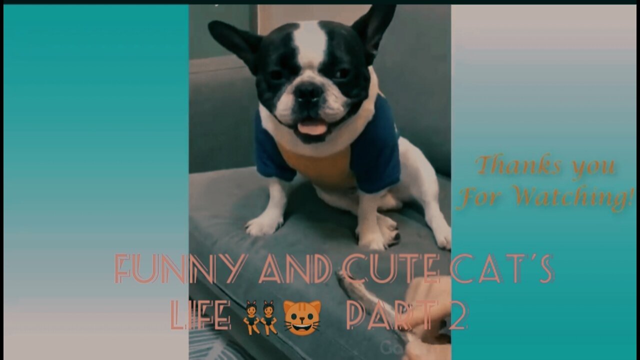 Funny and Cute Cat's Life 👯😺 Cats and Owners are the best friends Videos