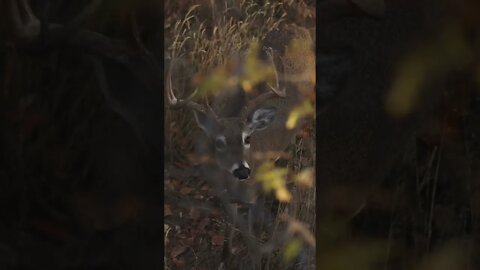 DAY 12 Success In Nebraska! (ARROW Released!)