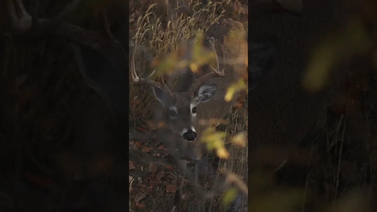 DAY 12 Success In Nebraska! (ARROW Released!)