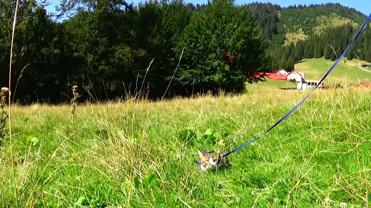 Cute Kitten Hides in the Grass