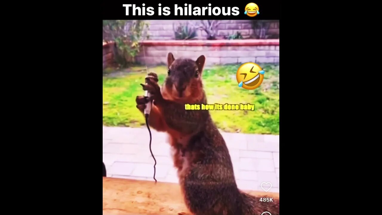 #misfits #funny Rapping Squirrel 🐿️🤣🤣@Just_Me_Sue @kristen.r @TheCripple @ChickieKT ​⁠