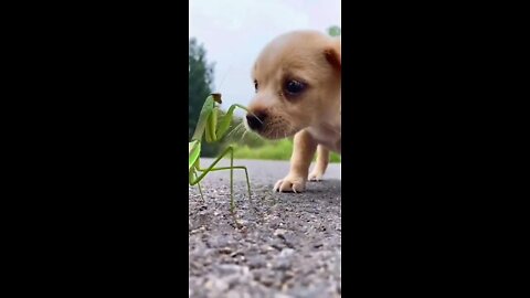 cute and funny animals