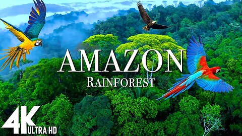 Amazon forest