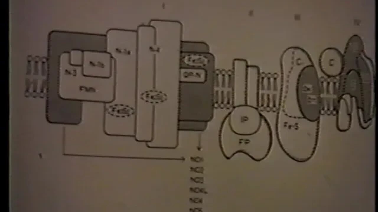 Naesens and Lavesque PhD and Thomas Discuss Somatidian Orthobiology, San Diego, 1994 Pt 3