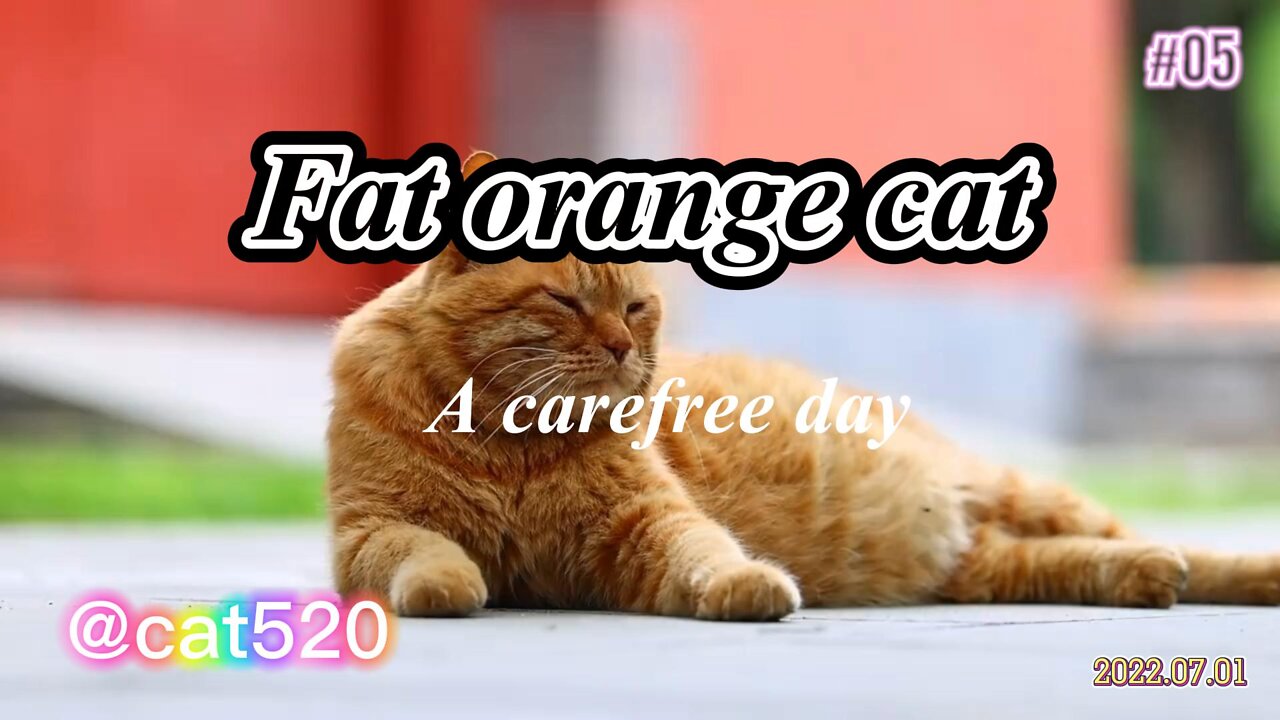 Fat orange cat lies leisurely on the ground, and its stomach flickers when walking