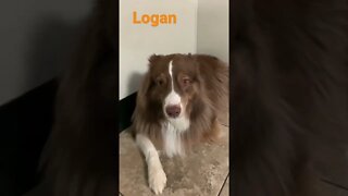 [Shorts 0152] LOGAN [#dogs #doggos #doggies #puppies #dogdaycare]