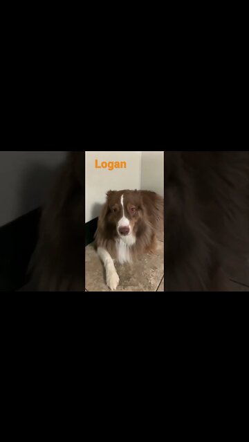 [Shorts 0152] LOGAN [#dogs #doggos #doggies #puppies #dogdaycare]