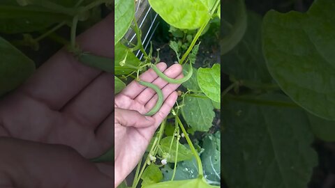GREEN BEANS & CUCUMBERS ARE IN🫶 #cucumber #trellis #garden #homestead #foryou #fy #gardening #home