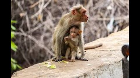 Monkey 🐒 watch video on YouTube