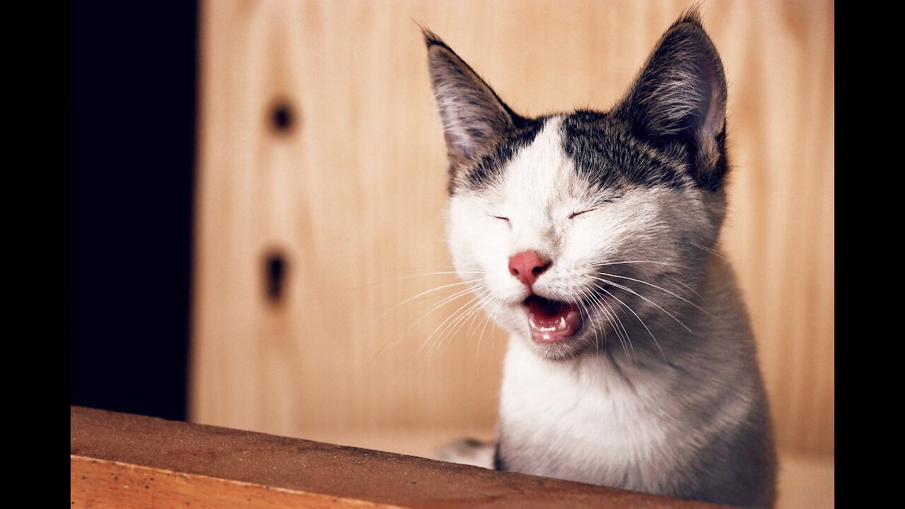 Kitten licking ice cream